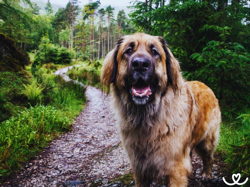 Psi-plemeno-leonberger (3)